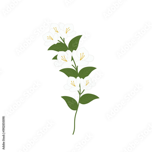 Jasmine flower illustration. White jasmine flower. Herbal flower. Herbal plant. Elegant jasmine flower. White jasmine flower vector. White blooming flower 