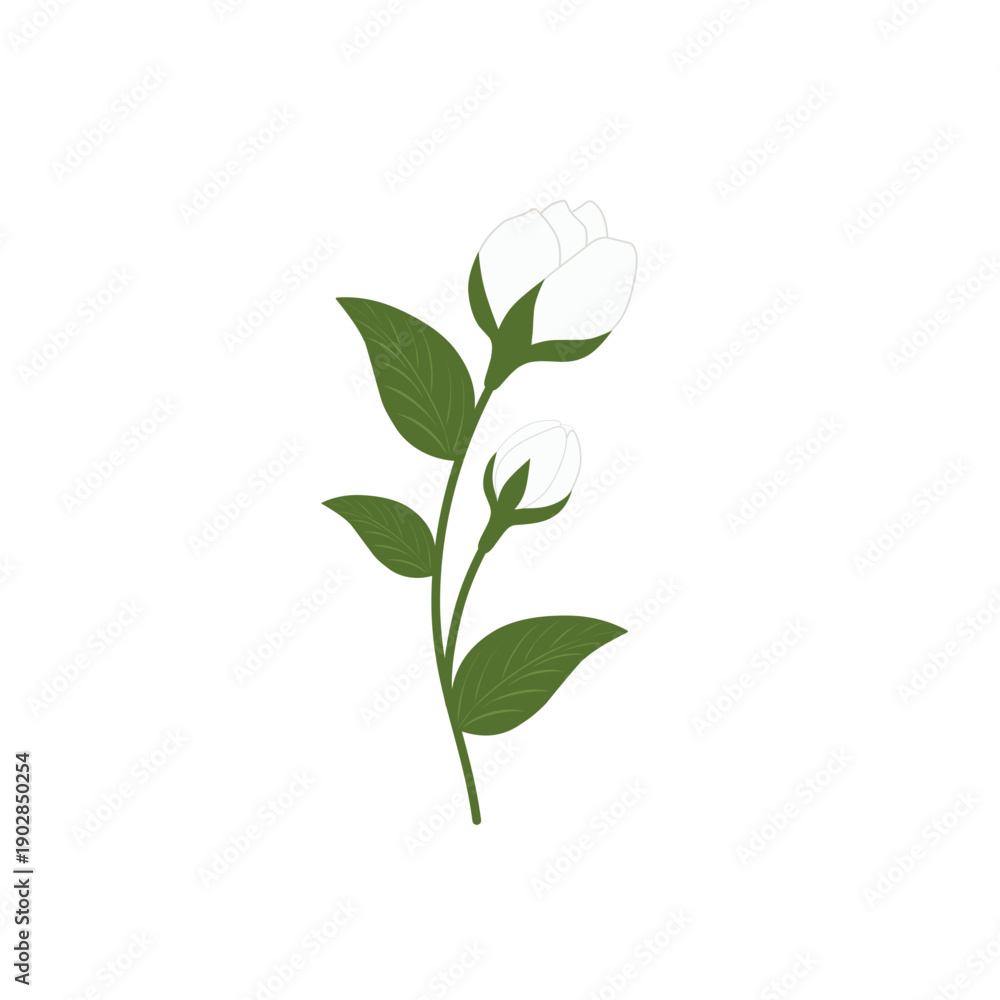 Obraz premium Jasmine flower illustration. White jasmine flower. Herbal flower. Herbal plant. Elegant jasmine flower. White jasmine flower vector. White blooming flower 