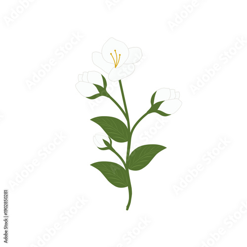 Jasmine flower illustration. White jasmine flower. Herbal flower. Herbal plant. Elegant jasmine flower. White jasmine flower vector. White blooming flower 