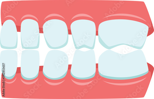 Teeth jaw illustration. Dental anatomy. Oral health