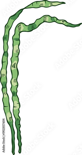 Laminaria icon. Green seaweed drawing. Ocean plant