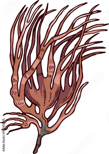 Red kelp. Underwater plant. Marine exotic botany