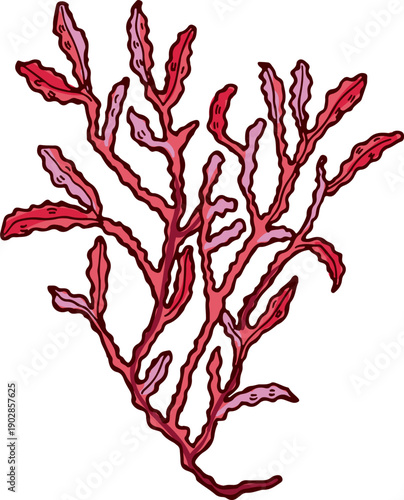 Underwater red algae. Tropical botany color drawing