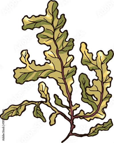 Brown algae color drawing. Kelp natural botany