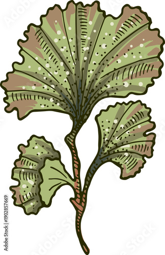 Aquatic plant icon. Brown alga leaf drawing