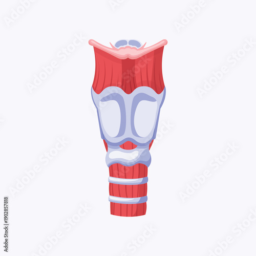 Detailed medical illustration of the human larynx anatomy used for vocal cord education, respiratory system learning, and medical reference.
