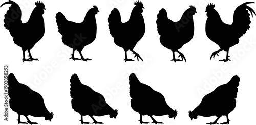 Chicken silhouette set showing rooster and hen poses for farm agriculture design, poultry branding, rural illustration, and food industry graphics in clean black vector style