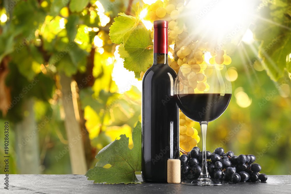 Obraz premium Wine and fresh grapes on table. Glass and bottle in vineyard