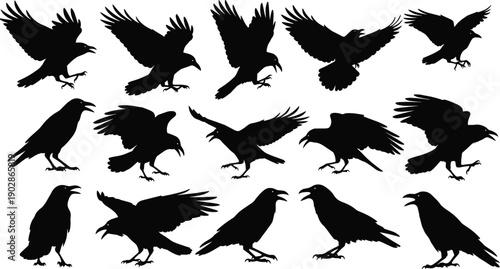 Black crow raven silhouettes flying landing standing bird collection isolated vector gothic wildlife wings spooky halloween illustration design