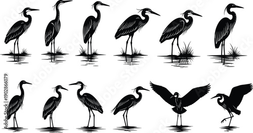 Black heron egret bird silhouettes standing flying wetland wildlife marsh water nature vector collection isolated elegant long legs beak reflections