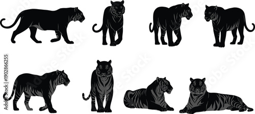 Black tiger panther big cat silhouette vector set standing walking sitting resting poses jungle wildlife predator illustration collection
