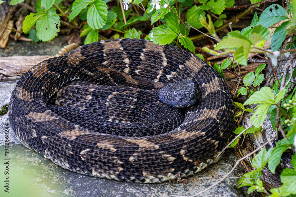 Obraz premium timber rattlesnake crotalus horridus black and chocolate phase black head curled up