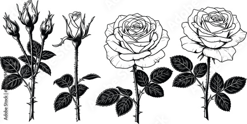 Vintage rose flowers botanical engraving set with blooming blossoms buds leaves stems floral line art vector illustration collection