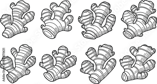 Ginger root collection hand drawn line art spice herbal vegetable botanical vector illustration organic cooking ingredient set
