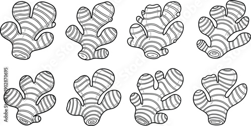 Ginger root set hand drawn line art herbal spice vegetable botanical vector illustration organic cooking ingredient collection
