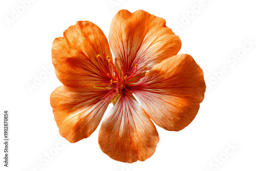 Vibrant Orange Hibiscus Flower Isolated on White Background