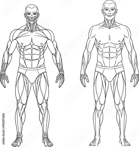 Full body male muscle anatomy front view diagram showing musculature system fitness medical training outline vector illustration reference