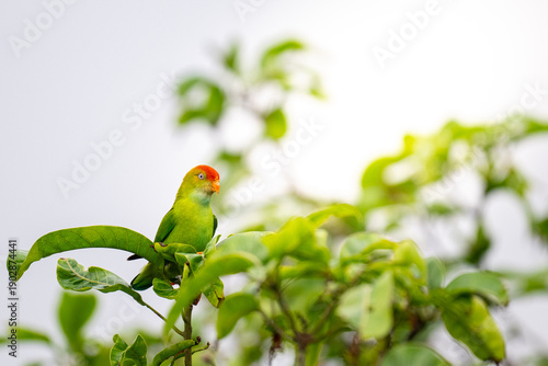 Photos Sri Lanka hanging parrot