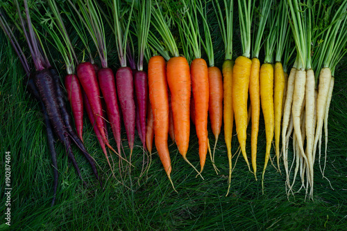 Bunch of colorful yellow, red and orange carrots (Rainbow mix variety) and white (Luna white variety) and Deep purple with green foliage are on the garden lawn. Fresh fall crop.