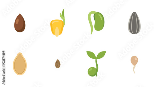 Seed Germination Stages Vector Illustration. Various sprouting seeds and young plants representing the plant life cycle and growth.