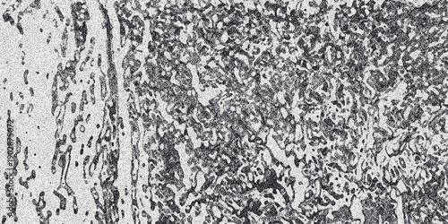 Abstract monochromatic textured background with organic cellular patterns and grainy detail creating a complex organic surface for design and digital art applications