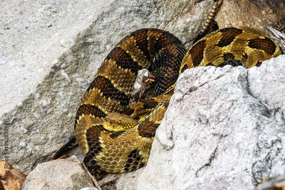 Obraz premium timber rattlesnake in the rocks close-up