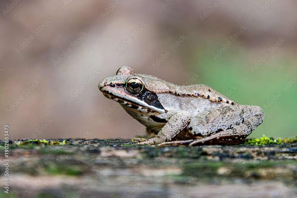 Obraz premium wood frog with eye mask on a log
