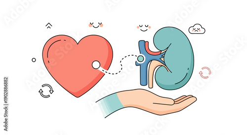 Human Kidney and Heart Illustration Showcasing Organ Donation Concept
