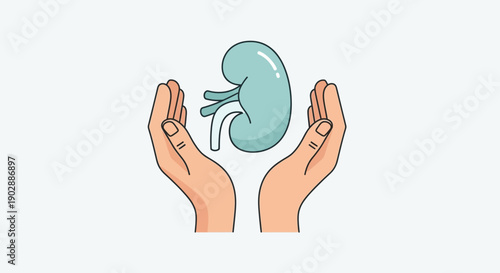 Hands Cradling a Kidney Organ Illustration
