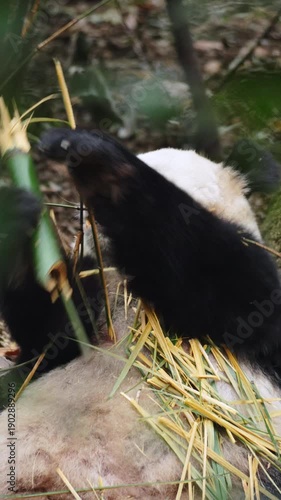 Panda Eats Bamboo in the Forest, Giant Panda Feeding on Green Bamboo, Cute Wildlife Animal in Natural Habitat, China Nature