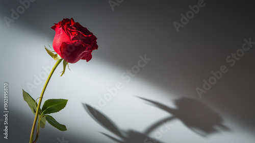 Wallpaper Mural thorn. A single red rose in full bloom stands isolated with dramatic lighting. gardening catalogs, home-decor guides, designed for home decor and floral branding and gardening and botanical catalogs. Torontodigital.ca