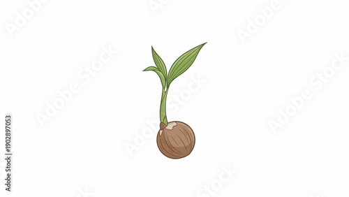 A beautiful simple illustration of a tiny brown seed germinating with a green sprout