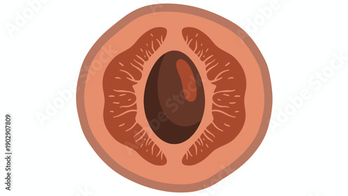 Stylized illustration of a cut apricot with its central pit exposed against a clean white background