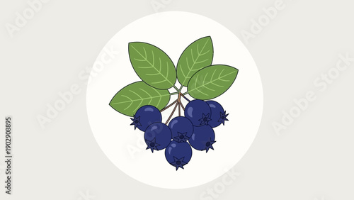 A minimalist illustration of fresh blueberries with vibrant green leaves in a clean white circular