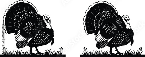 Wild turkey silhouette illustration set featuring detailed feathers and fanned tail, black and white 