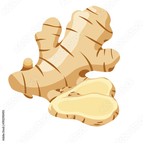 Vector illustration set of tropical root spices including turmeric root, ginger root with slices, and galangal root.