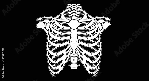 Human Rib Cage and Spine Illustration on Black Background