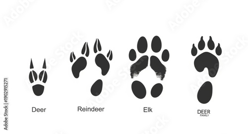 Collection of Animal Footprints Showing Different Sizes and Shapes.