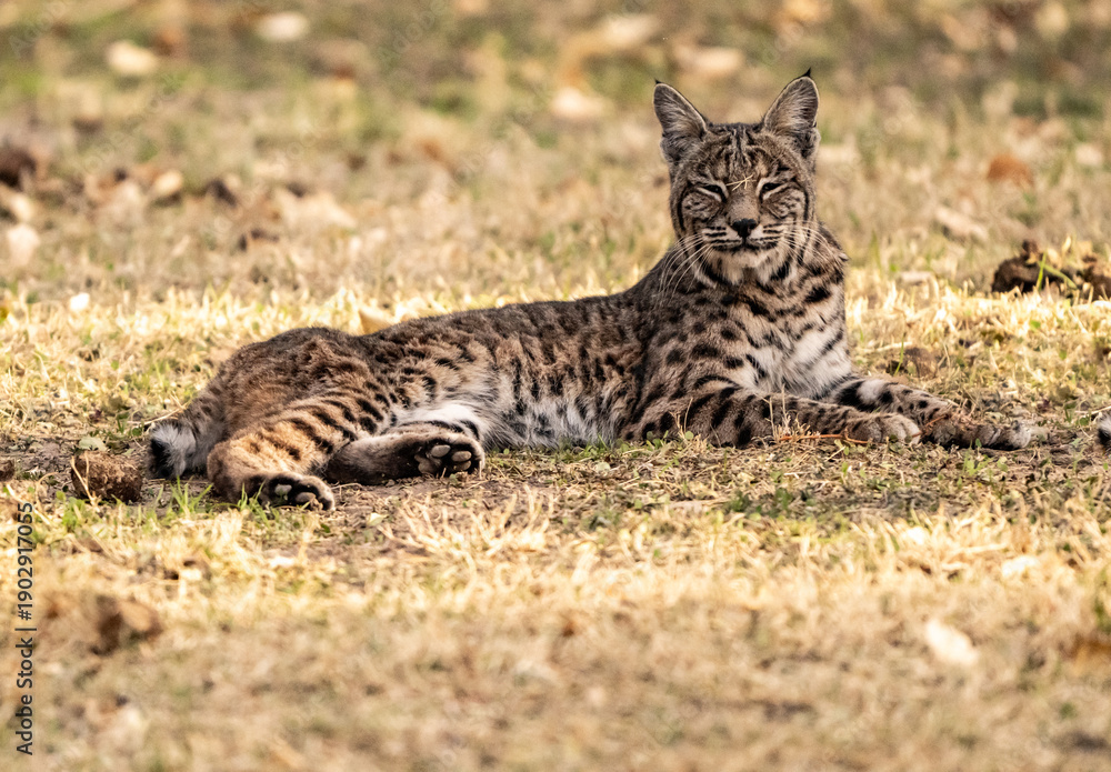 Fototapeta premium Sleepy Bobcat Sits In A Sunny Patch of Grass