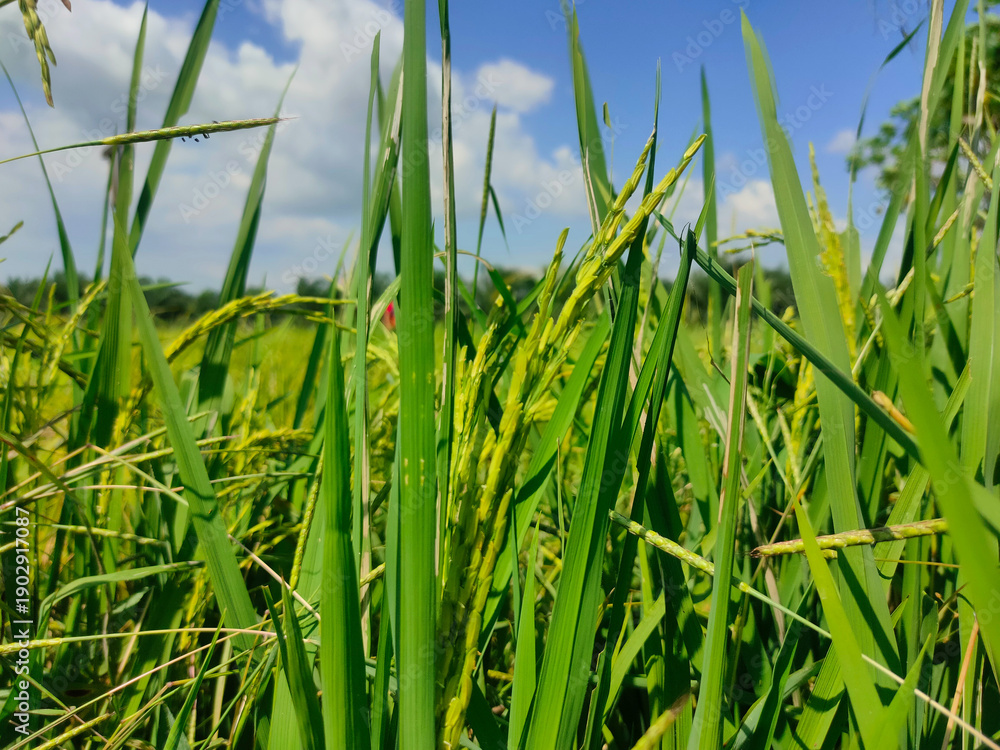 Obraz premium The image shows a close-up view of&nbsp;green rice ears&nbsp;growing in a paddy field