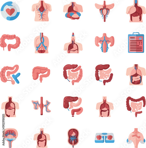 A set of vector icons depicting various body organs, including the heart, intestines, kidneys, and stomach, in a colorful and detailed illustration style. Perfect for medical presentations,