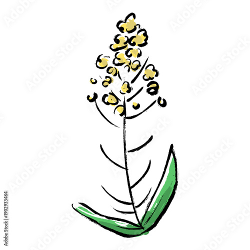 菜の花の筆描きイラスト