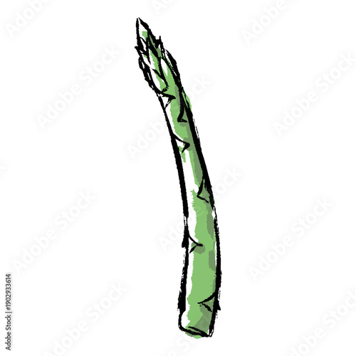 新鮮なアスパラガスの手描きイラスト