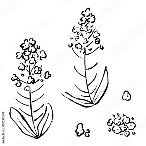 菜の花の手書きイラスト素材