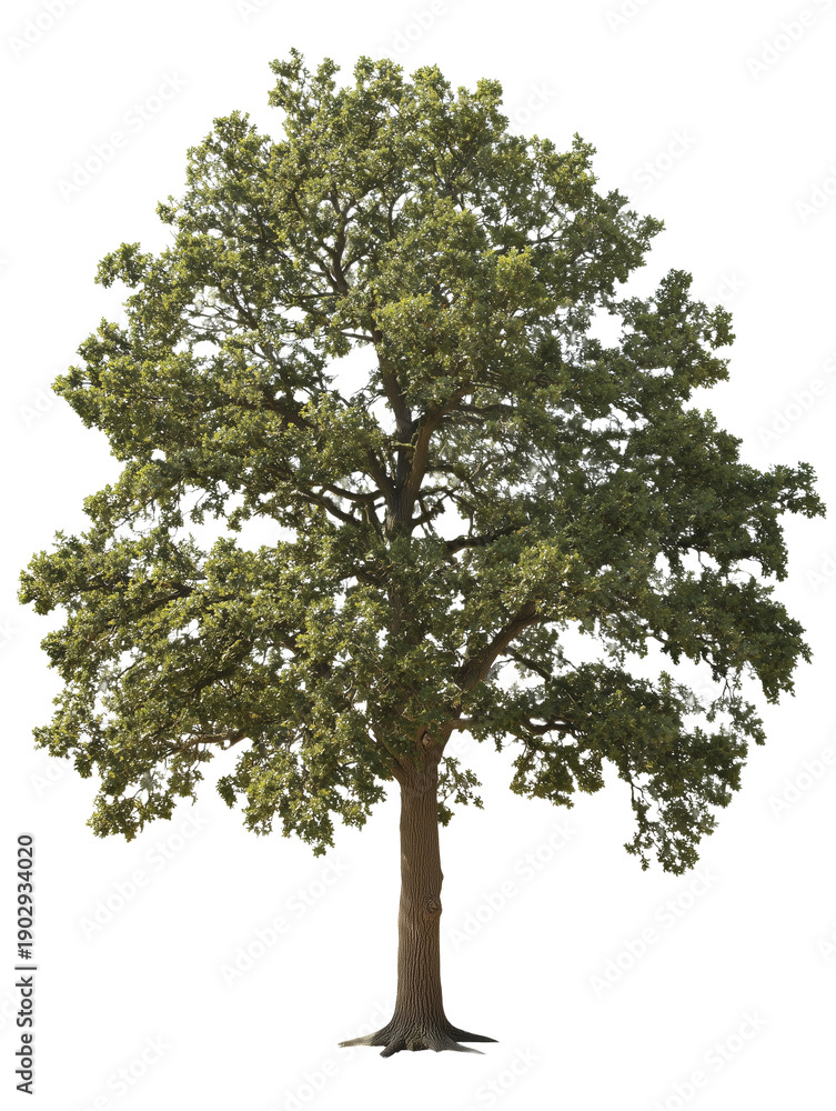 Fototapeta premium isolated-oak-tree-on-white