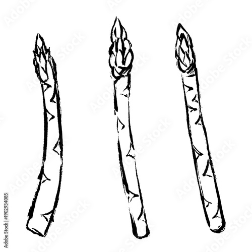 アスパラガスの手描きカット