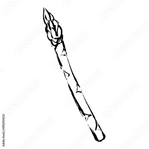 手描きアスパラガスのイラスト