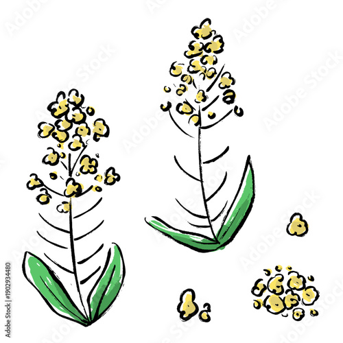 菜の花の筆タッチ素材イラストセット