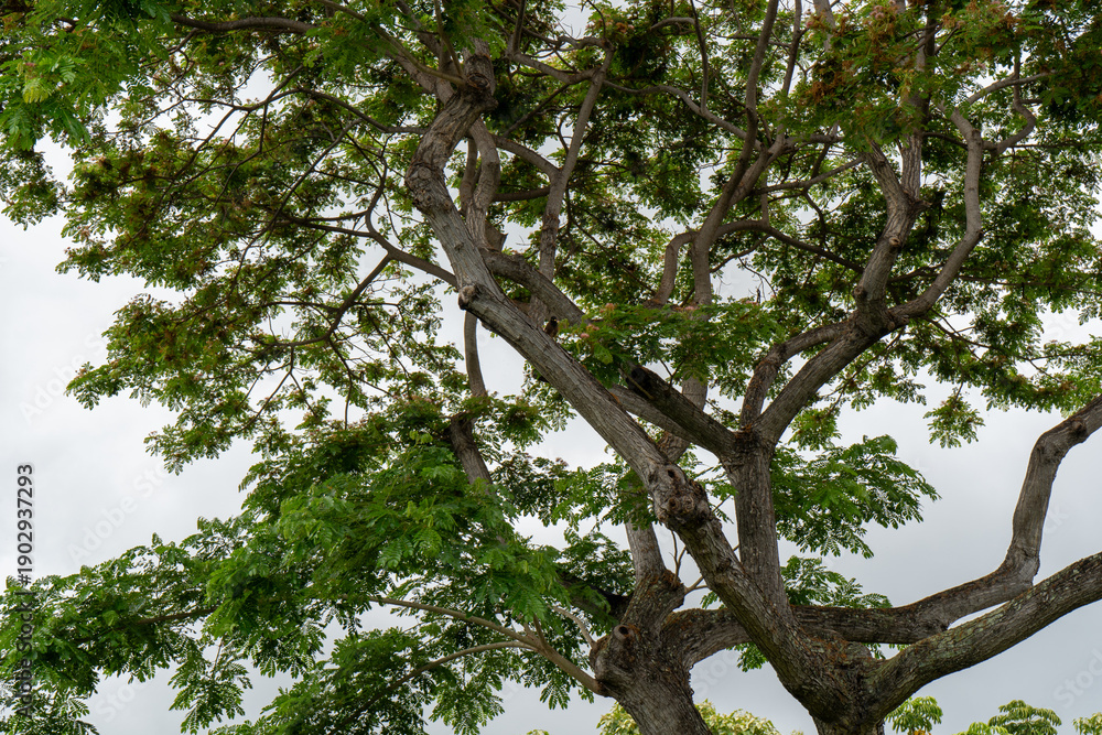 Obraz premium Tree with lots of branches and leaves against white background