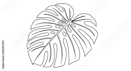 Detailed line art illustration of a monstera deliciosa leaf showing its characteristic holes and split edges on a clean white background.